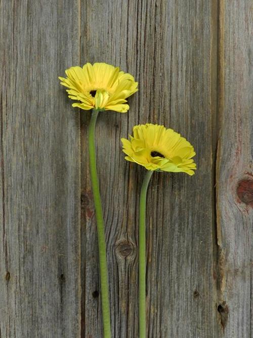 YELLOW GERBERAS